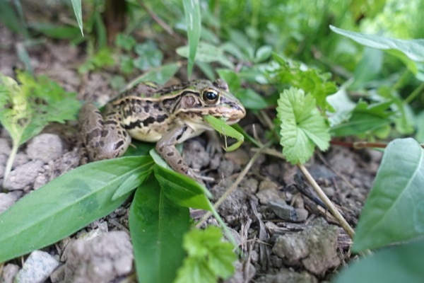 畑の生き物　バッタを食べるカエル_b0391691_21510054.jpg