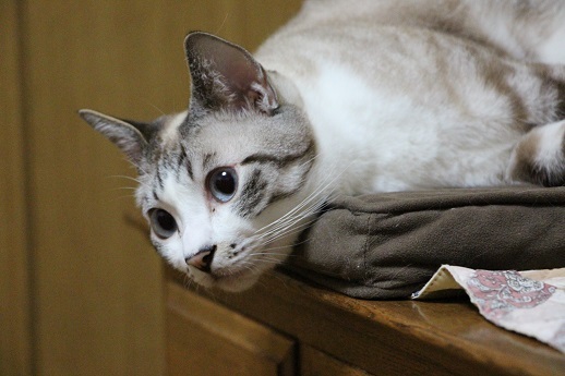 聞き耳を立てる猫_a0333195_11053720.jpg