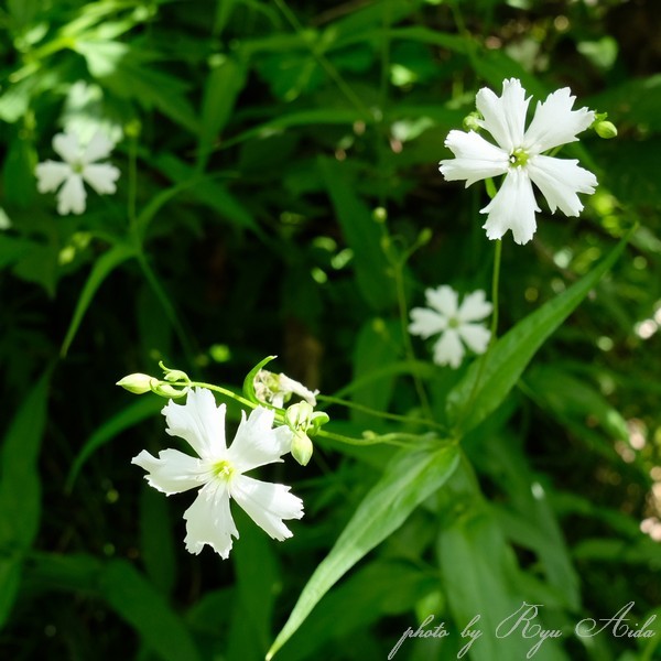 唐松草と千手岩菲_f0332795_14412503.jpg