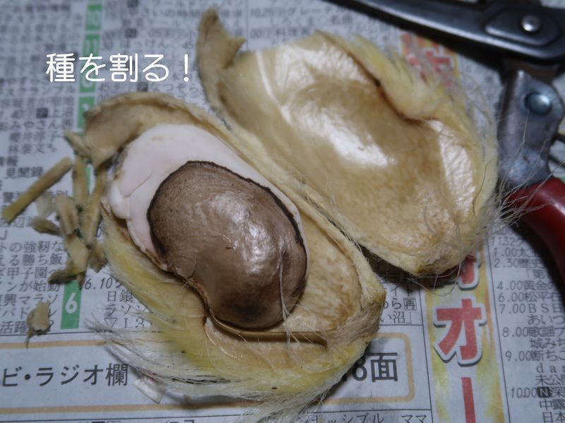 f0059498_10515287.jpg