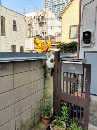 年々厳しさが増す夏_a0057402_07120947.jpg