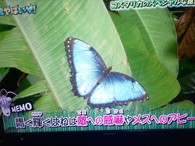 世界の珍蝶 ヘレノールモルファ2019/08/04_d0251807_13325908.jpg