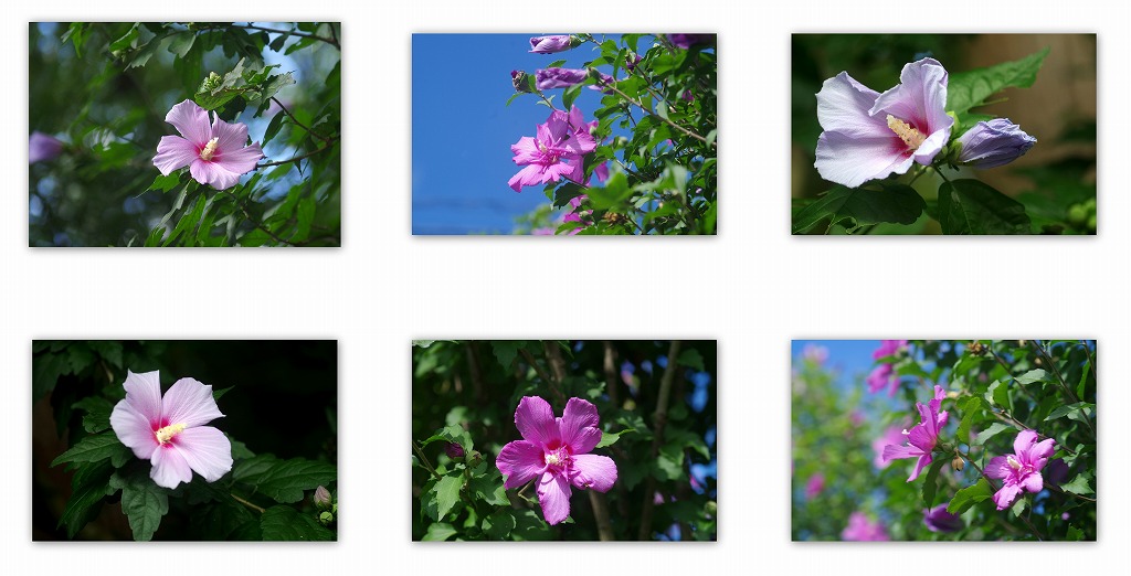 夏の花 夏の日の別れ_d0147812_161504.jpg