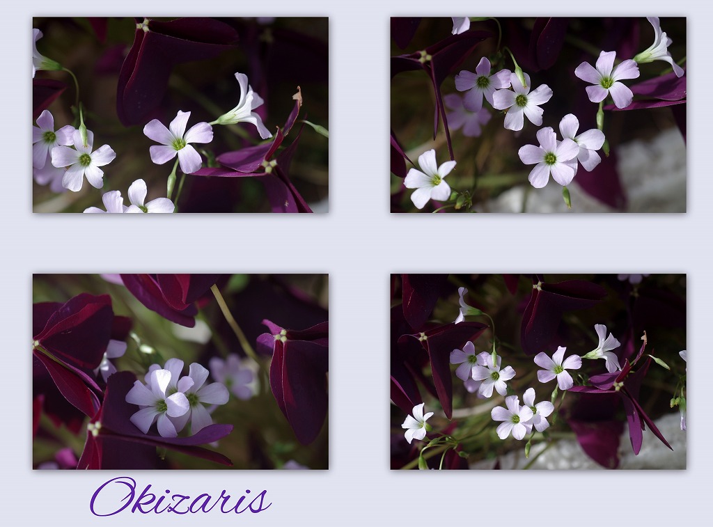 夏の花 夏の日の別れ_d0147812_1622076.jpg