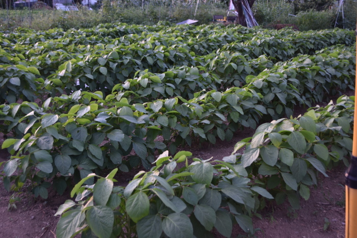 猛暑日が続いても野菜は順調です。_f0189218_18421071.jpg