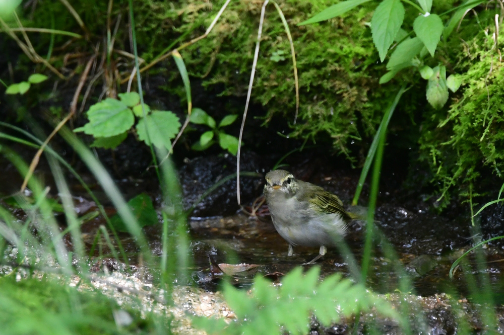 水浴び　センダイムシクイ　ヤマガラ_c0098019_14163284.jpg