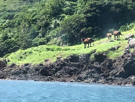 西ノ島観光をもう少し　（隠岐へ.....8）_a0105023_14543869.jpg