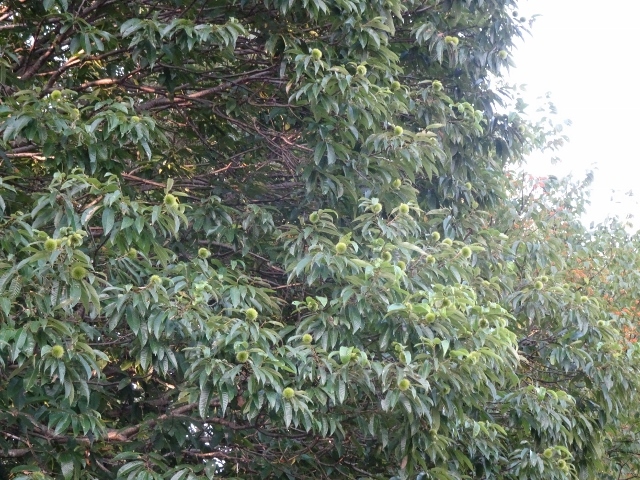 f0143123_11302752.jpg