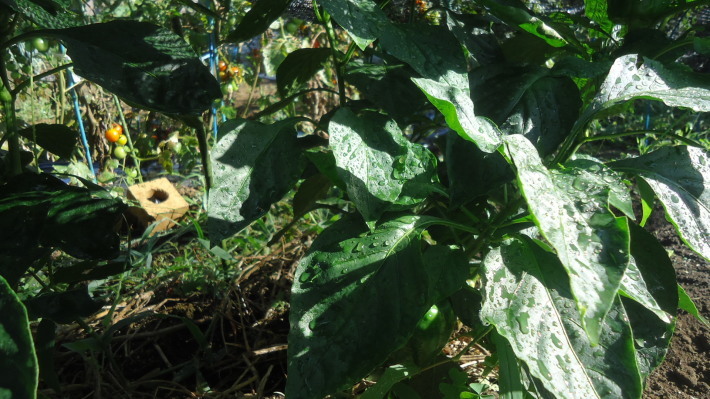 令和元年の夏野菜作り_b0057924_22132865.jpg