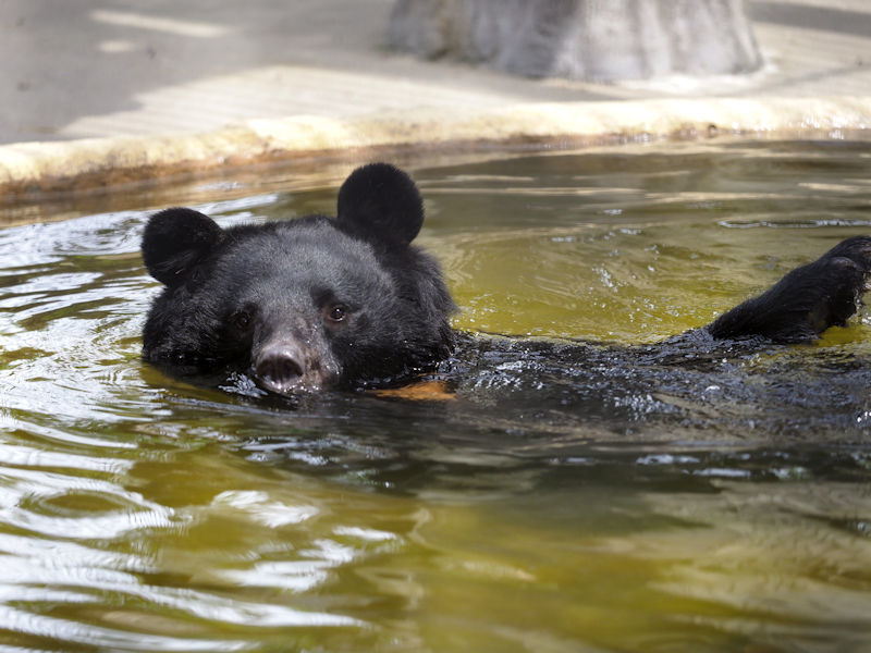 ツキノワクマ魔除け.災難除け.胆 【公式通販】