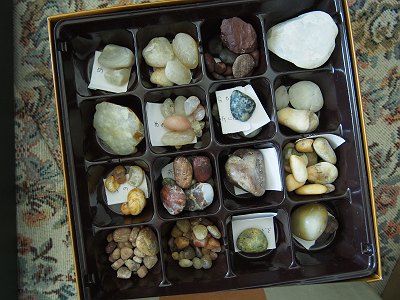 標本の本と標本箱作り Cocon