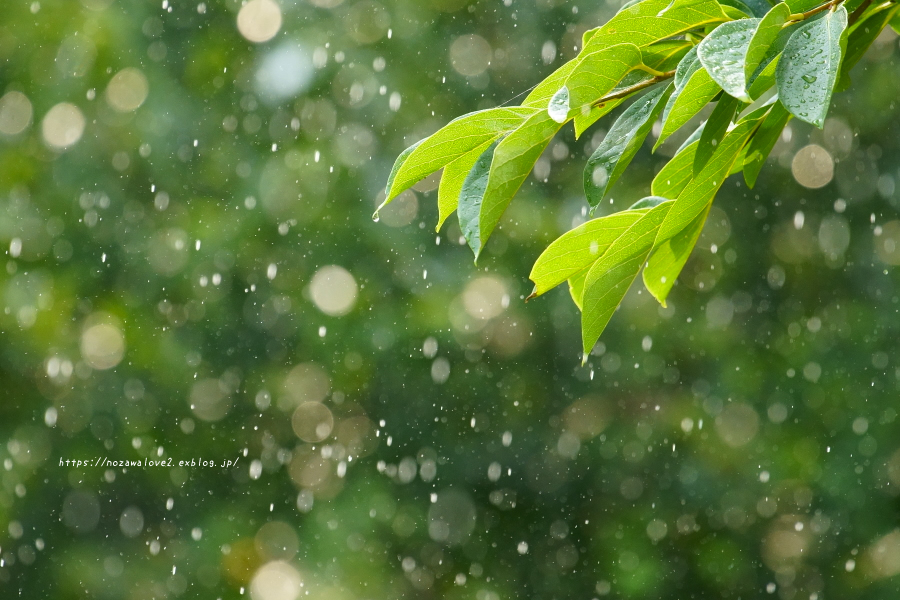 野沢温泉村　通り雨_b0404739_23283511.jpg