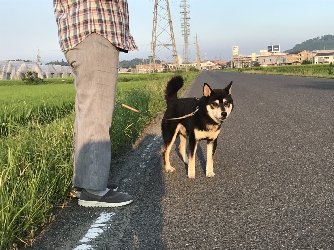 大阪からだんじり(地車)のたより_b0100062_18371648.jpeg