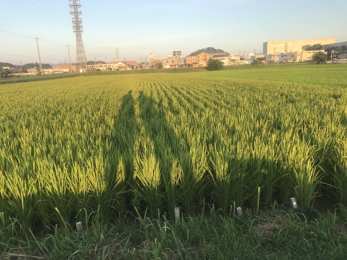 大阪からだんじり(地車)のたより_b0100062_18373084.jpeg