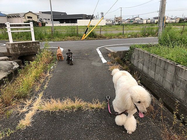 サルスベリ。_b0111376_14413105.jpg