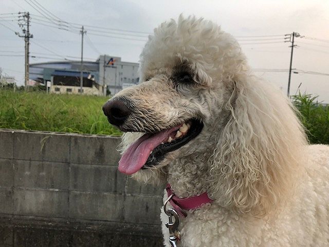 サルスベリ。_b0111376_14470721.jpg