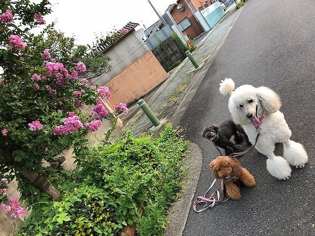 サルスベリ。_b0111376_14475251.jpg