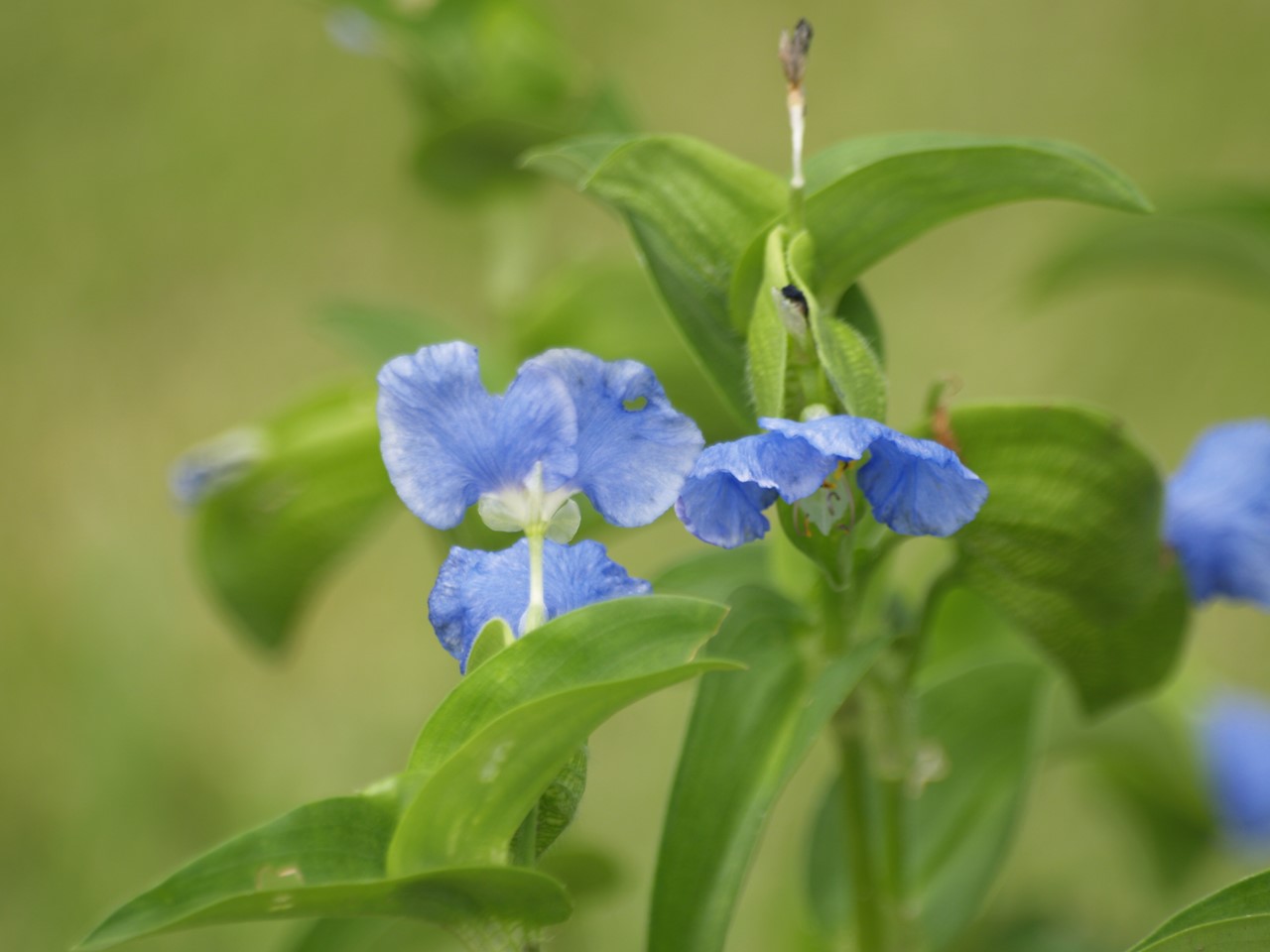 『蛇瓜(ヘビウリ)や亜米利加塊芋(アメリカホドイモ)の花等･･･』_d0054276_19574713.jpg