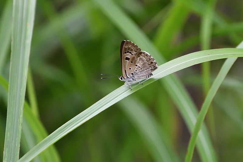 高原で-1(ホシチャバネセセリ、クロシジミ:2019/8/2)_f0031682_19013336.jpg