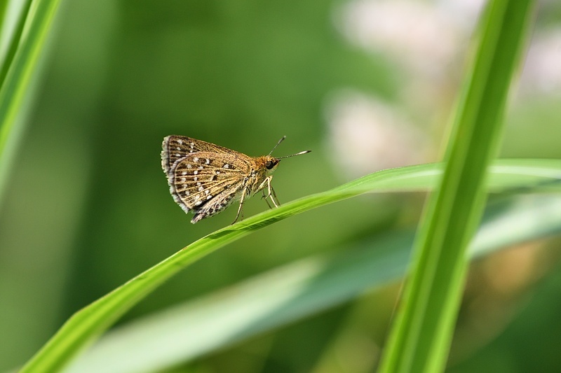 高原で-1(ホシチャバネセセリ、クロシジミ:2019/8/2)_f0031682_19015211.jpg