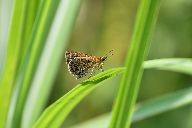 高原で-1(ホシチャバネセセリ、クロシジミ:2019/8/2)_f0031682_19015218.jpg