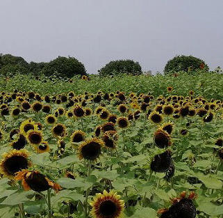 c0229483_2023285.jpg