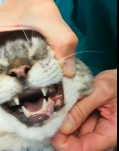 イタ猫FUJIの抜歯が終了しましたーその後。。。_c0179785_01072384.png