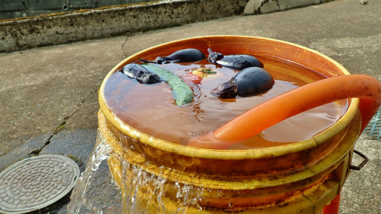 日曜の兼業農家は少しバテ気味_c0336902_21000159.jpg