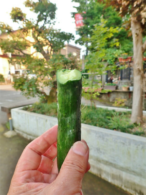 日曜の兼業農家は少しバテ気味_c0336902_21001472.jpg