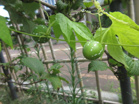 a0203003_11103538.jpg