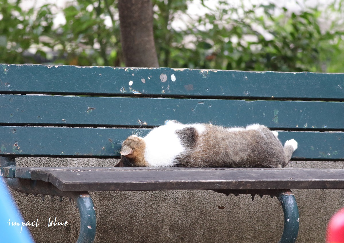 ツミっ子撮影の日の猫ちゃん(^^)/_a0355908_19581095.jpg