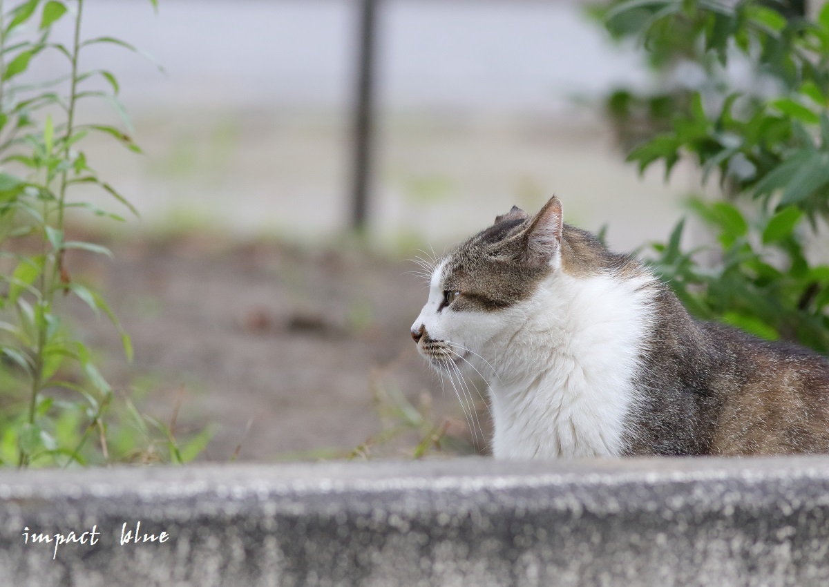 ツミっ子撮影の日の猫ちゃん(^^)/_a0355908_19581622.jpg