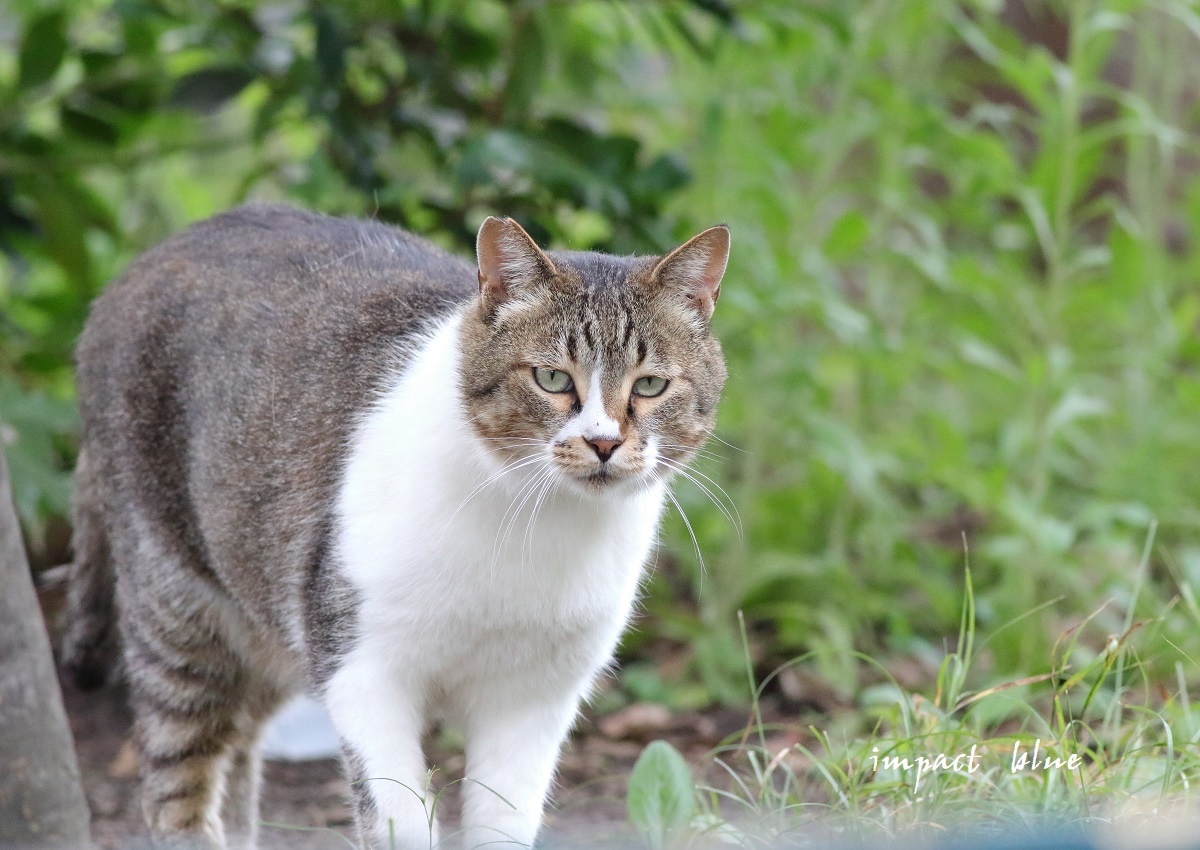 ツミっ子撮影の日の猫ちゃん(^^)/_a0355908_19582010.jpg