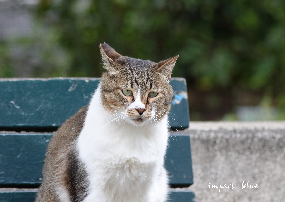 ツミっ子撮影の日の猫ちゃん(^^)/_a0355908_19582449.jpg