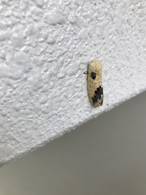 マンションの階段についていた虫 昆虫ブログ むし探検広場