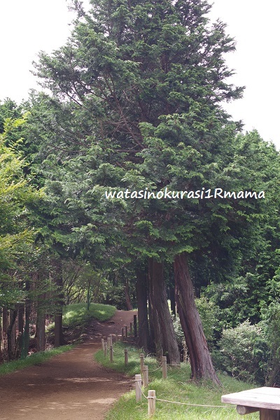 登山トレーニング リベンジ_c0365711_19250192.jpg