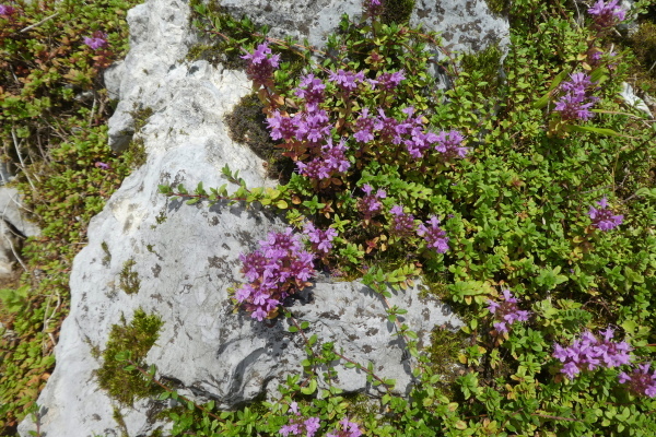 d0170615_17042337.jpg