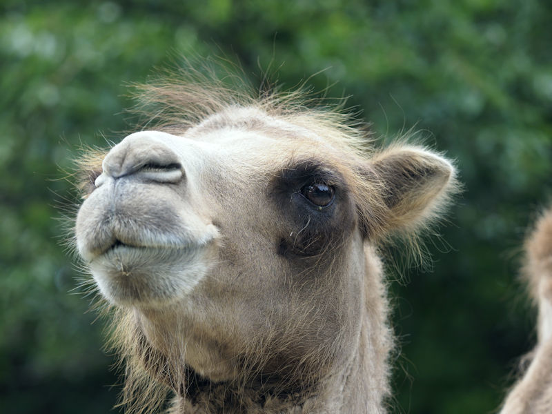 やさしい顔 動物園放浪記