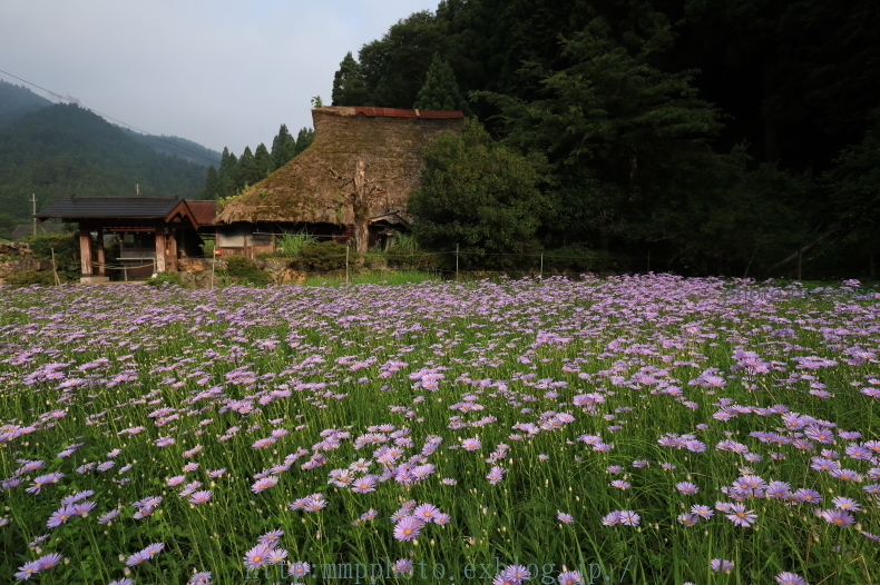 北山友禅菊_d0283427_17151683.jpg