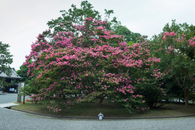 京都御所の鮮やかサルスベリ_e0369736_10120821.jpg