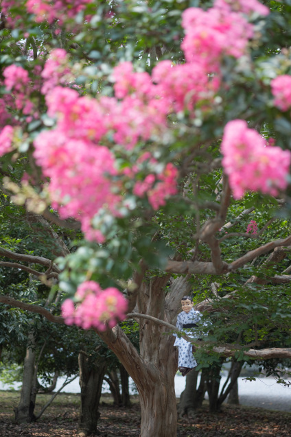 京都御所の鮮やかサルスベリ_e0369736_16571529.jpg