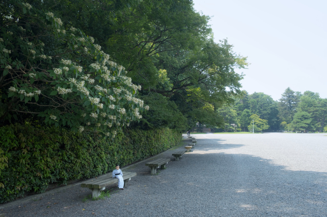 京都御所の鮮やかサルスベリ_e0369736_22264849.jpg
