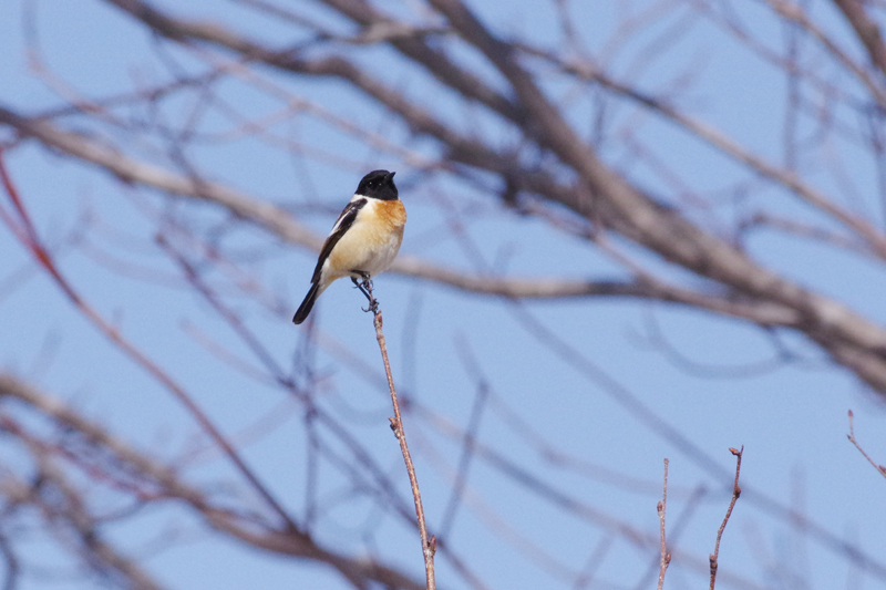 taiaiの日記　第1215号_b0247838_21523313.jpg