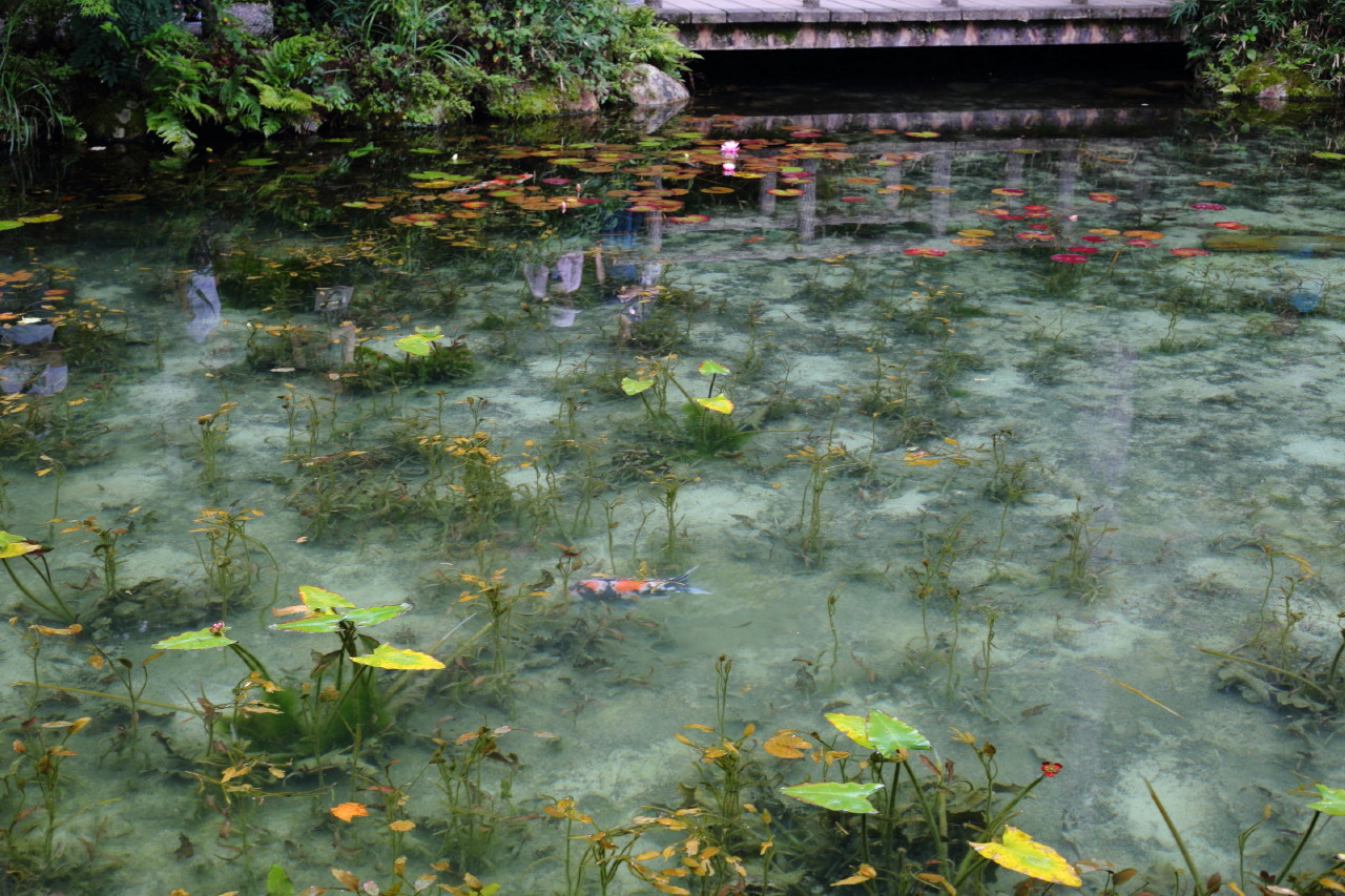 Ride To モネの池 Pay The 暑気 微力ではあるが無力ではない