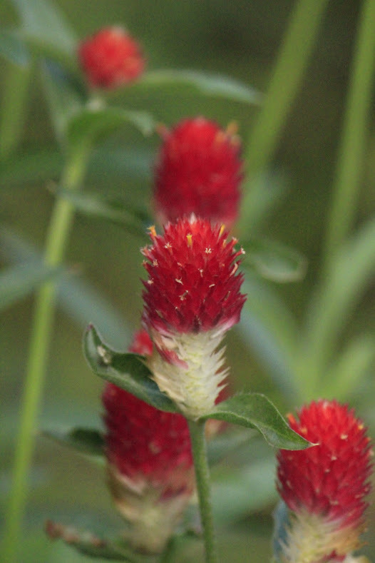 a0248459_16004920.jpg
