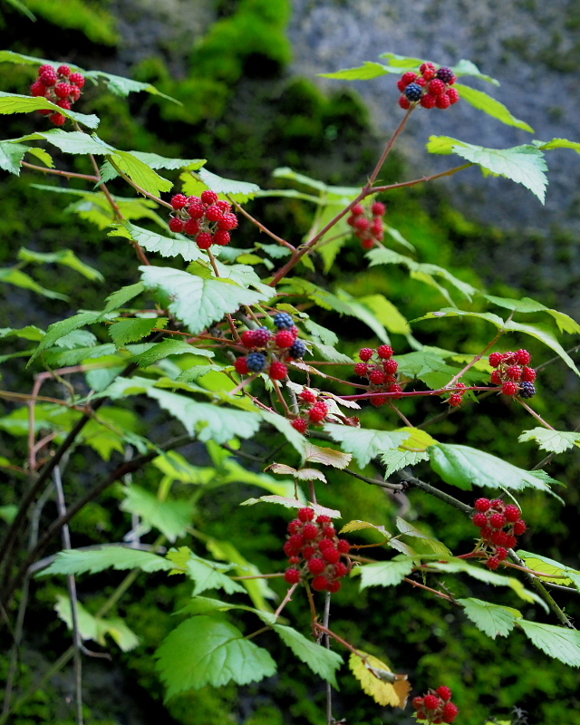 c0305565_17435344.jpg