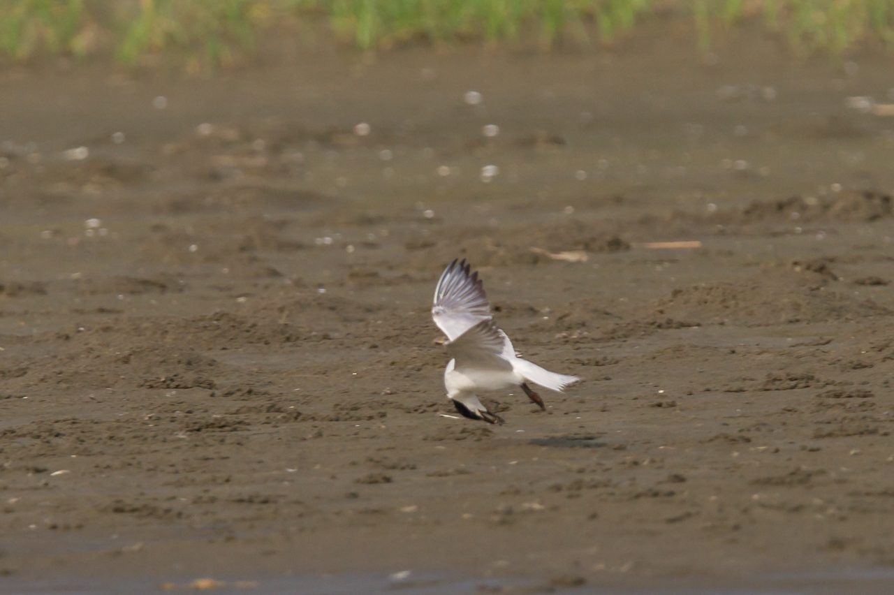 ハシブトアジサシ(2) 九十九里浜_a0052080_22305878.jpg