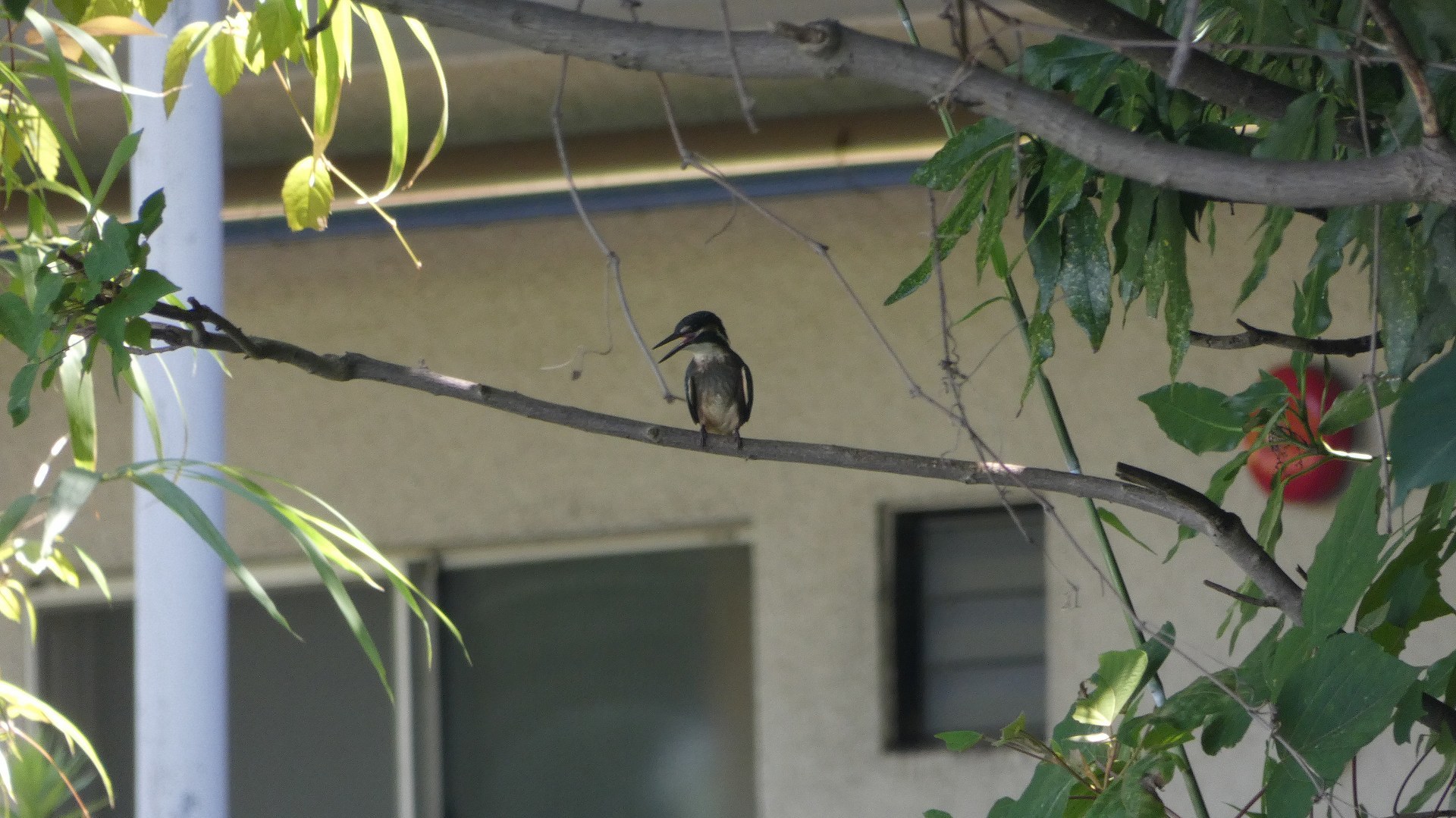 灼熱のカワセミ沼では　【 2019　8/6（火) 】_a0185081_14035042.jpg