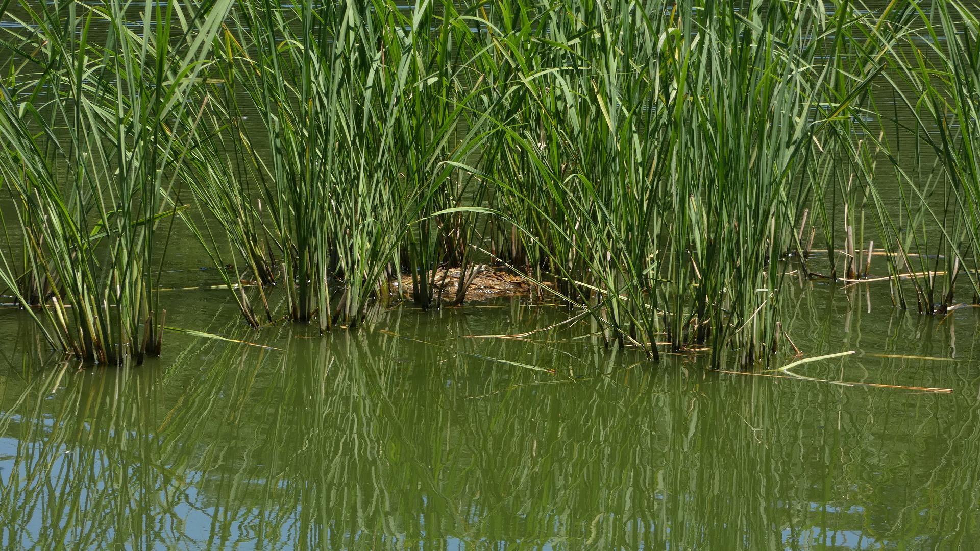 灼熱のカワセミ沼では　【 2019　8/6（火) 】_a0185081_14101092.jpg