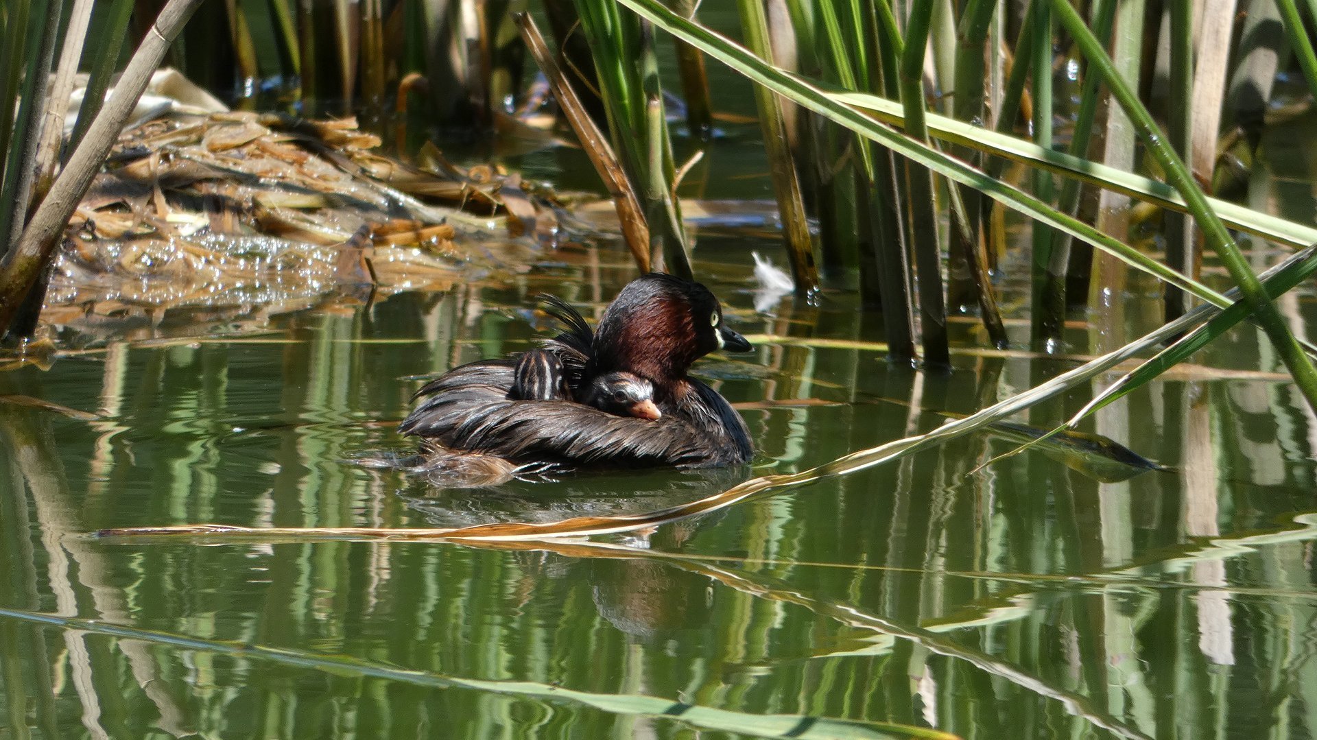 灼熱のカワセミ沼では　【 2019　8/6（火) 】_a0185081_14102861.jpg